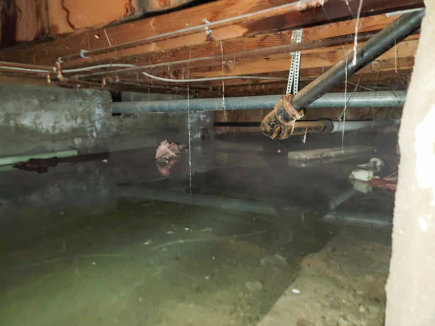 Best Water damage contractors near me  in Orangetree, FL