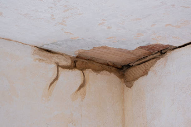 Best Water damage cleanup near me  in Orangetree, FL