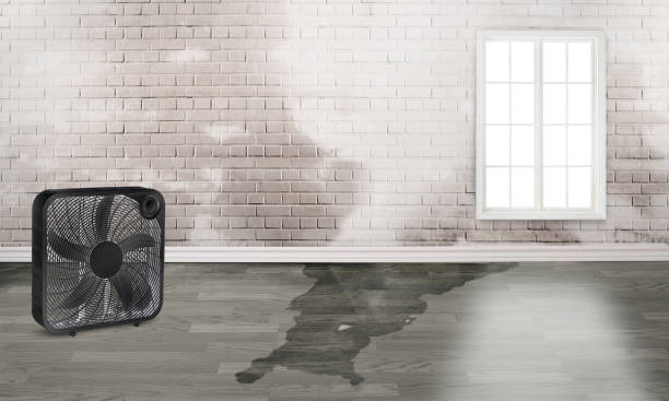 Best 24-hour water damage restoration  in Orangetree, FL