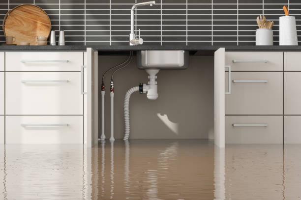 Best Water damage restoration specialists  in Orangetree, FL