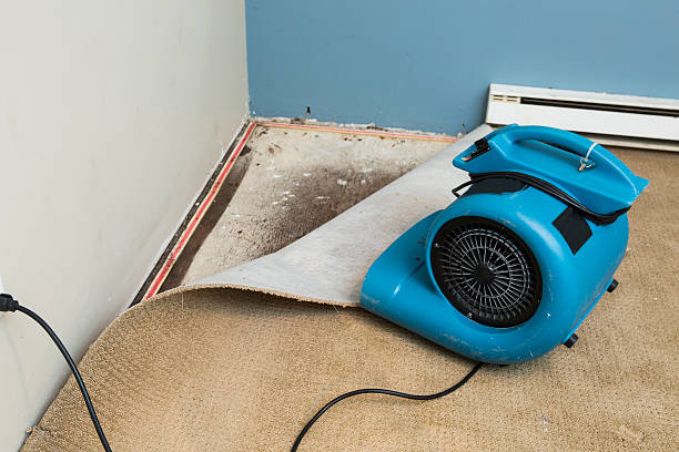 Best Local water damage restoration  in Orangetree, FL